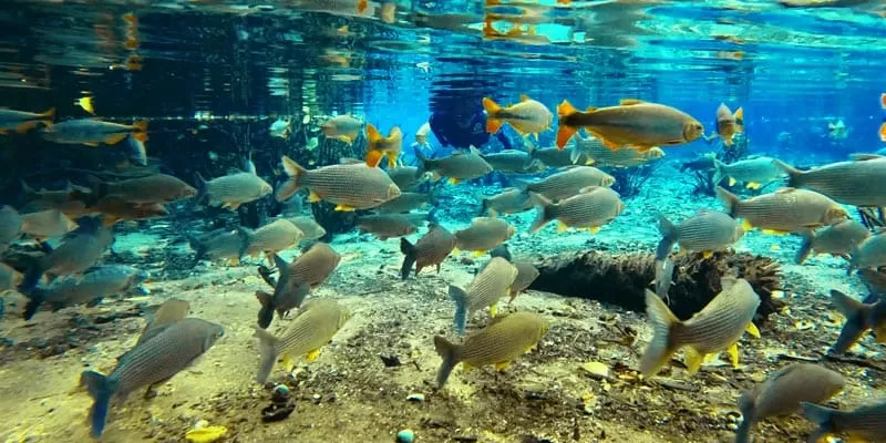 Aquário Natural (2)