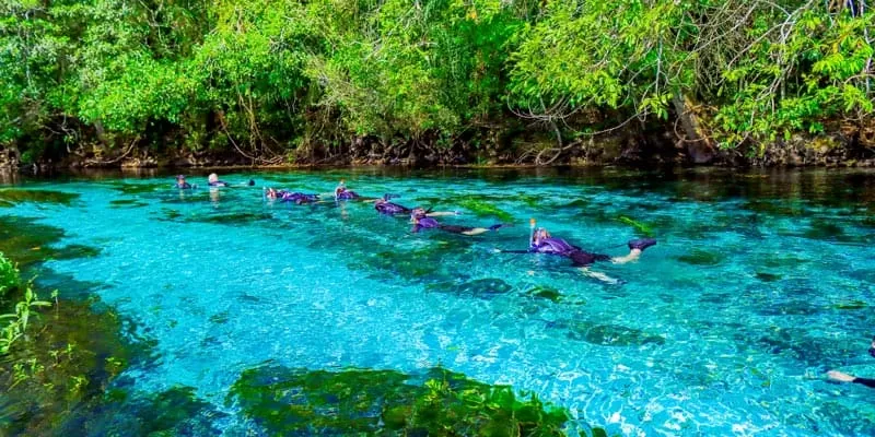 Flutuação No Rio Sucuri Em Bonito MS (12)