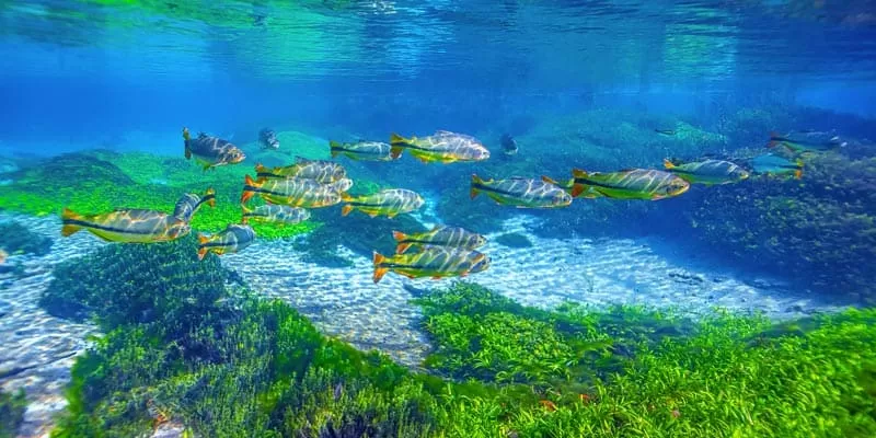 Flutuação No Rio Sucuri Em Bonito MS (8)