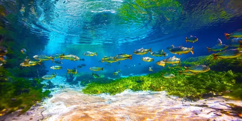 Flutuação No Rio Sucuri Em Bonito MS (7)