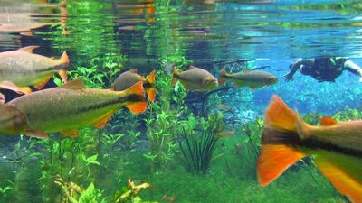 Diferença Entre Guia Turístico E Guia De Turismo (3)