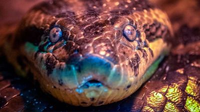 Sucuri Em Bonito (1)