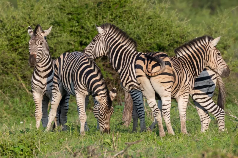 Animais Selvagens