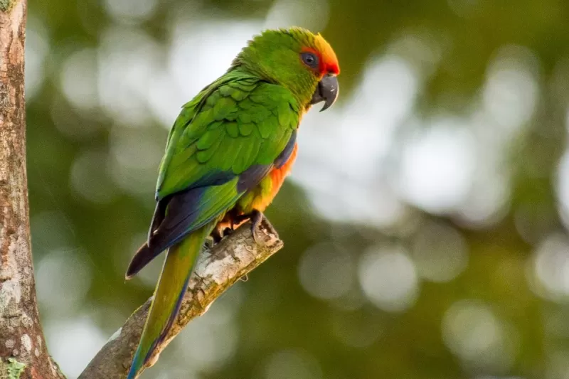 Int Pássaros Exóticos