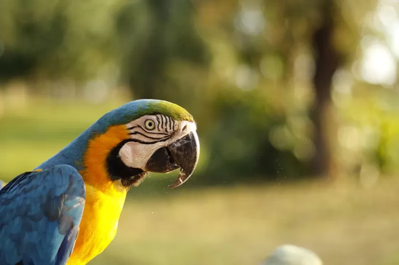Arara Canindé Retrato