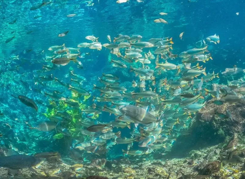 Nascente Azul