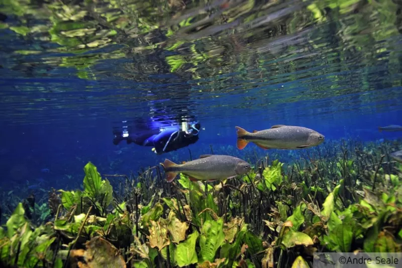 Flutuação Com Snorkel/ Bonito MS