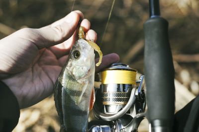 int-pesca esportiva