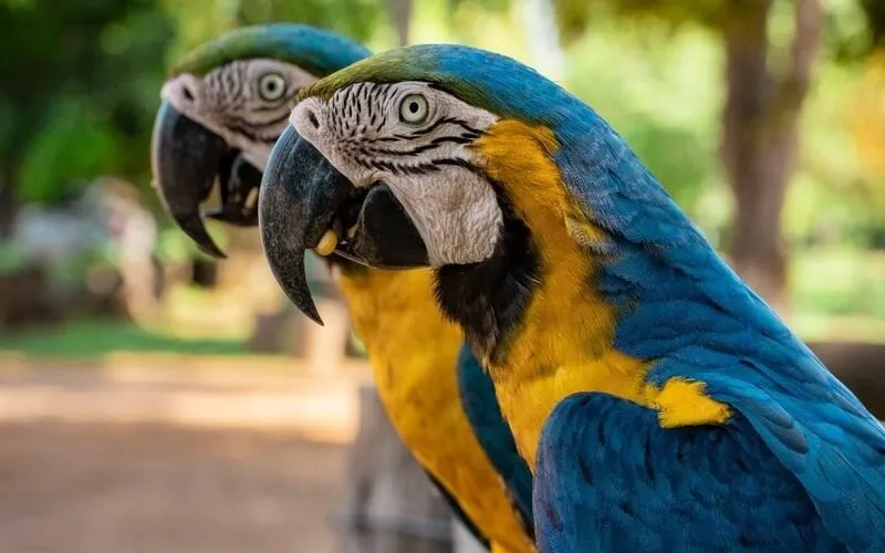 arara-bonito-ms