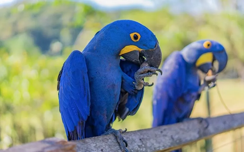 arara-azul-bonito-ms