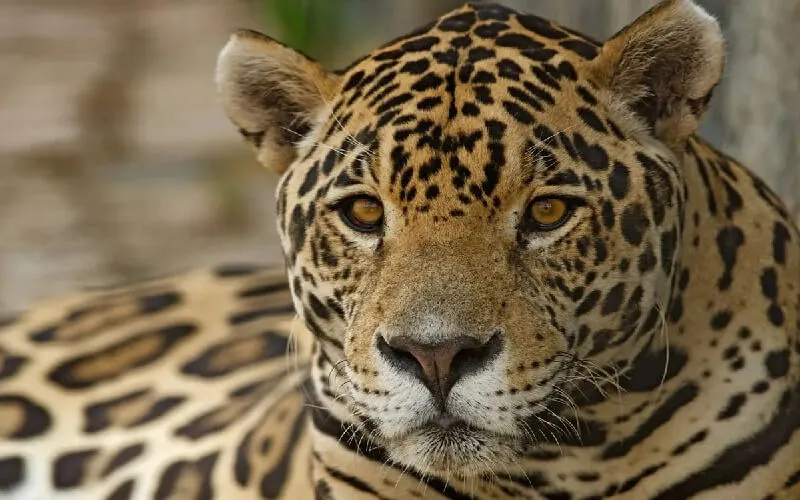 onca-bonito-ms