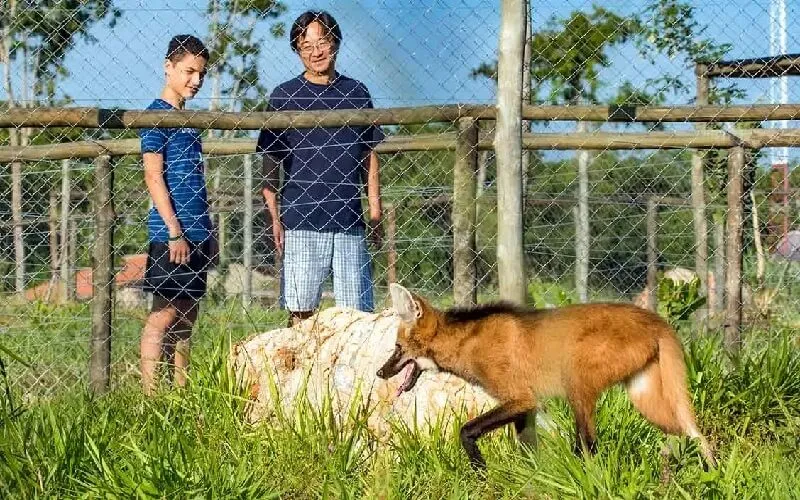 lobo-guara-bonito-ms