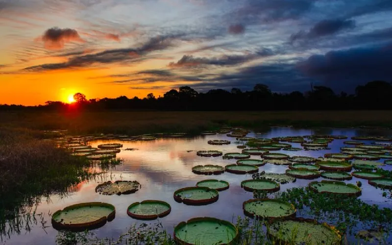 pantanal