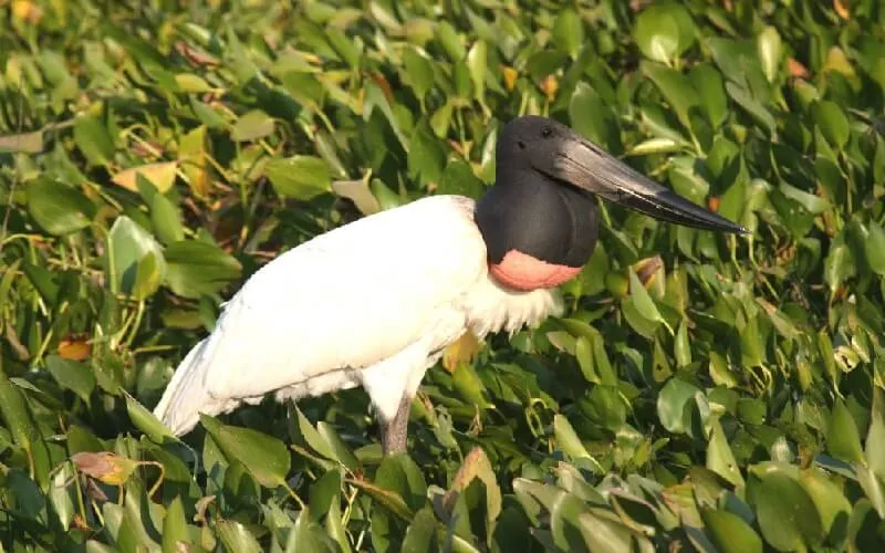 tuiuiu