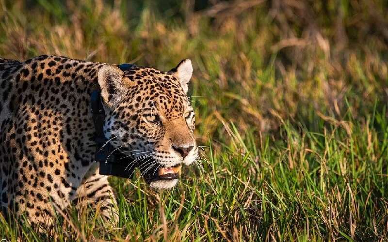 onca-pintada