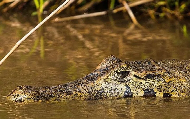 cayman-jacare