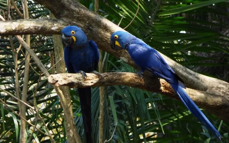 arara-azul