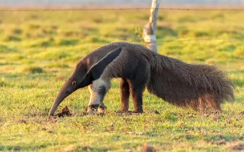 tamandua-bandeira
