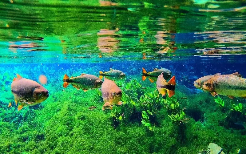 bonito-ms-detox