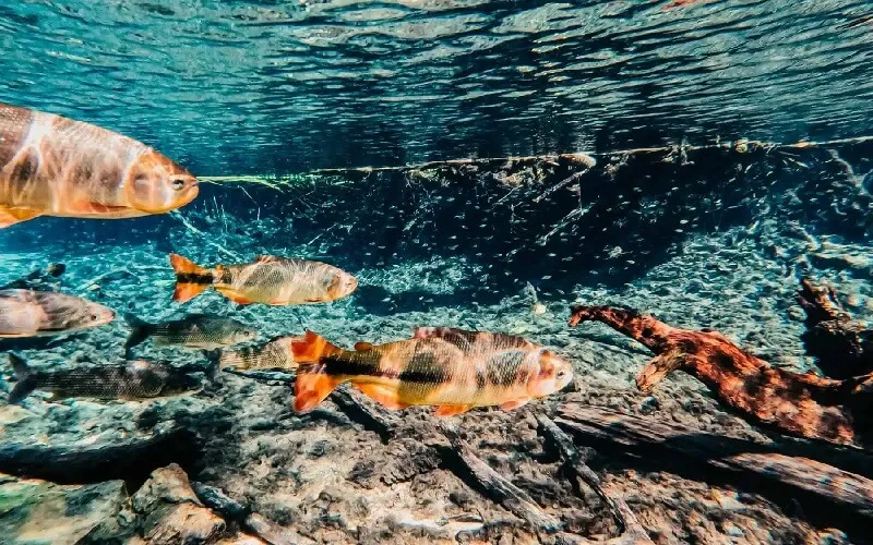 aguas-cristalinas-bonito