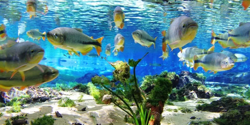 Peixes Aquario Natural Flutuacao Bonito