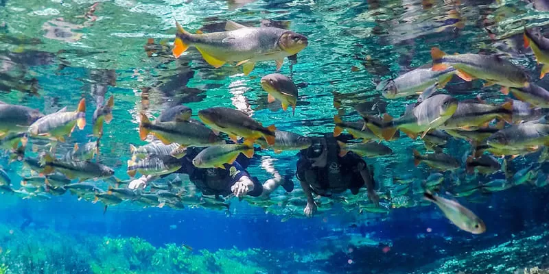 Peixes Aquario Natural Flutuacao Bonito Ms