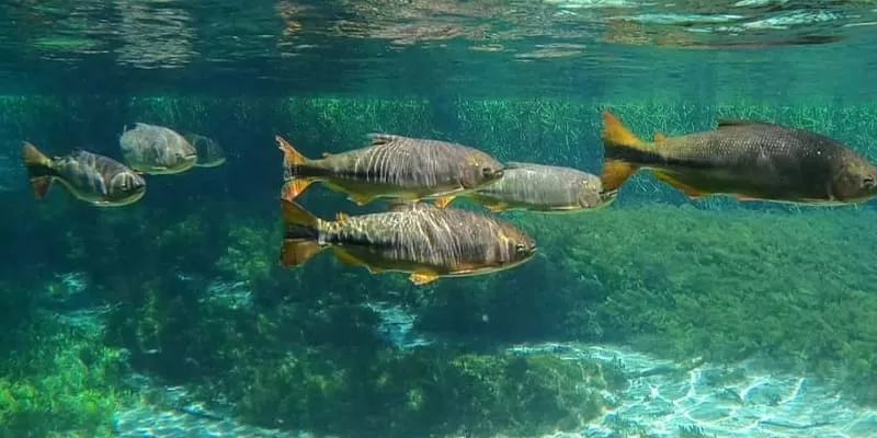 Flutuacao Barra Do Sucuri Em Bonito Ms Peixe