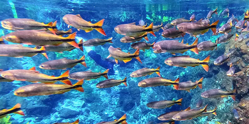 Flutuação Nascente Azul Bonito Ms Peixes Acqua Viagens