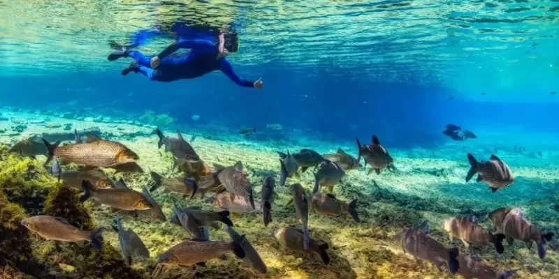 Flutuacao Rio Da Prata Jardim Ms Peixes