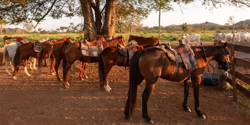 Cavalgada Recanto Do Peão Em Bonito Ms