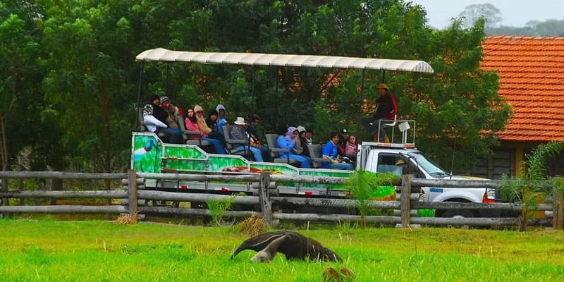 Passeio Pantanal Fazenda San Francisco